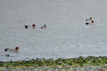 Eurasian Wigeon 男里川 Sun, 4/15/2018