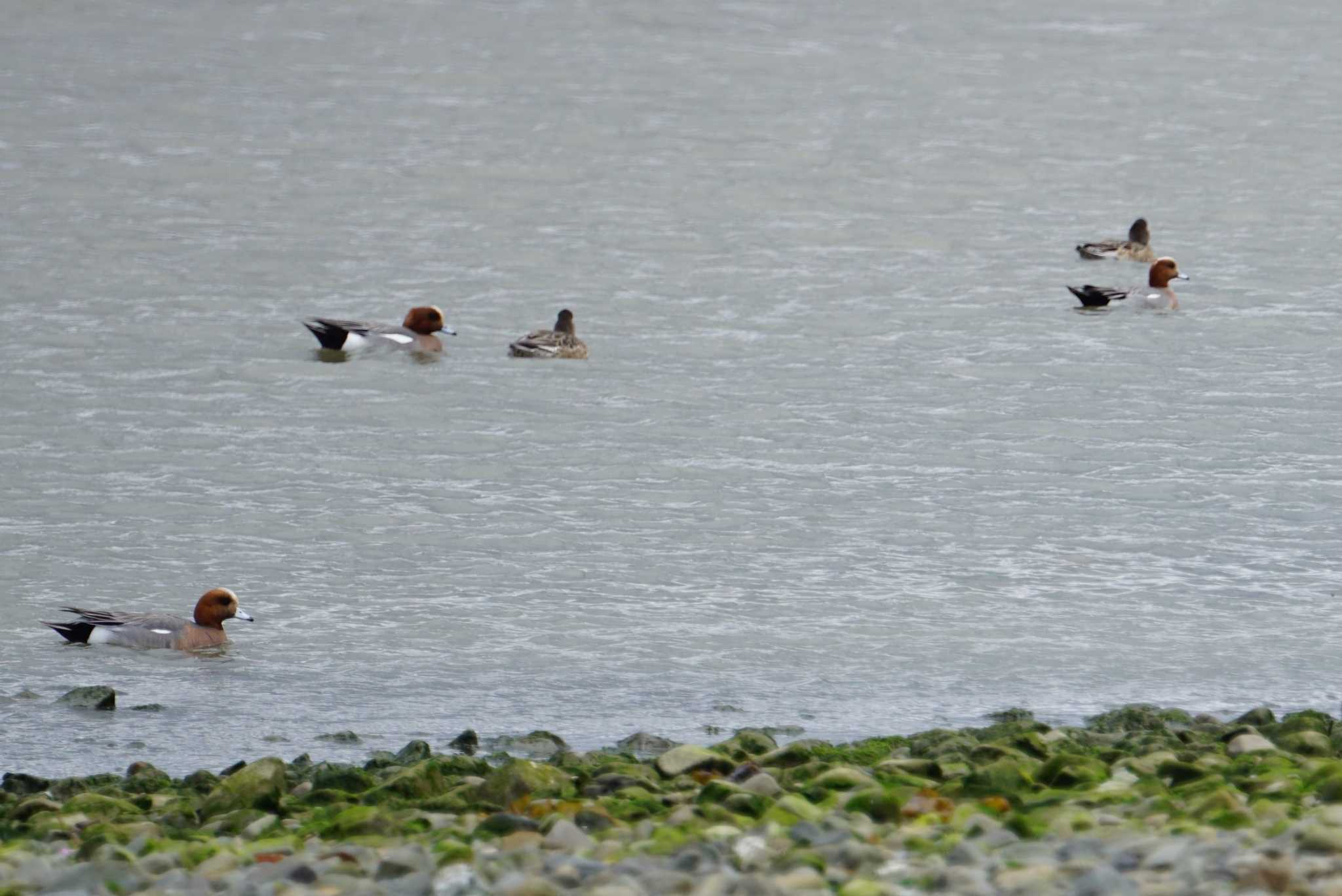 Eurasian Wigeon