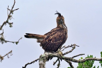 Changeable Hawk-Eagle Sri Lanka Tue, 1/24/2023