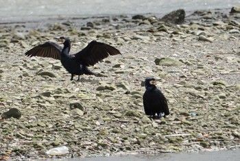 Great Cormorant 男里川 Sun, 4/15/2018