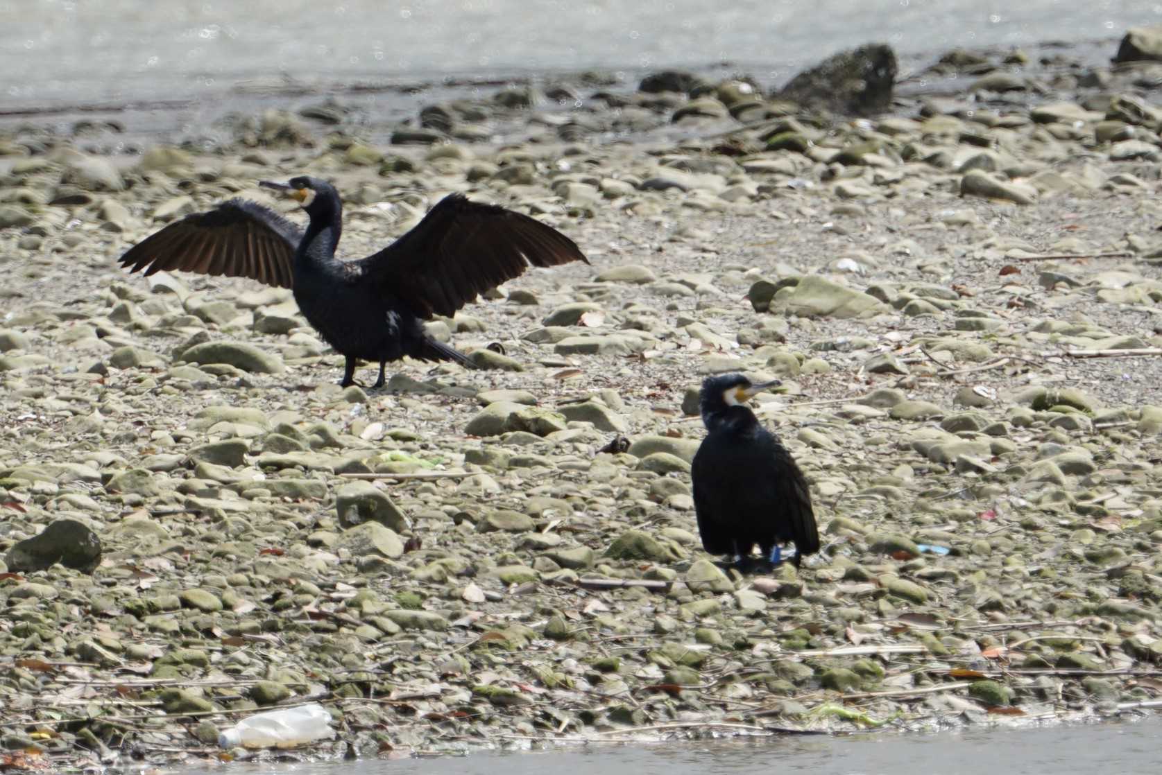 Great Cormorant