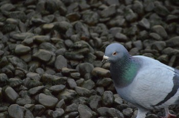 カワラバト 平和記念公園 2023年2月5日(日)