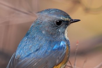 Red-flanked Bluetail Kitamoto Nature Observation Park Sat, 2/4/2023