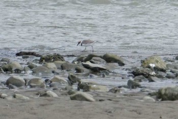 Little Ringed Plover 男里川 Sun, 4/15/2018