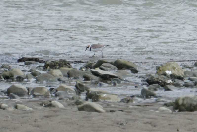 Little Ringed Plover