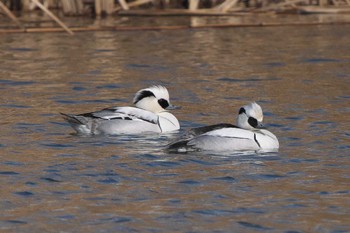 2023年2月7日(火) 新横浜公園の野鳥観察記録