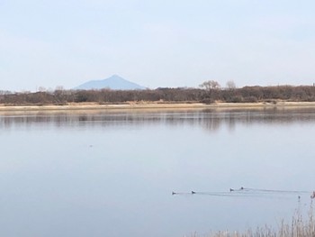 2023年1月6日(金) 渡良瀬遊水地の野鳥観察記録