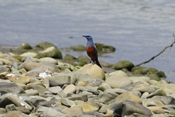 Blue Rock Thrush 男里川 Sun, 4/15/2018