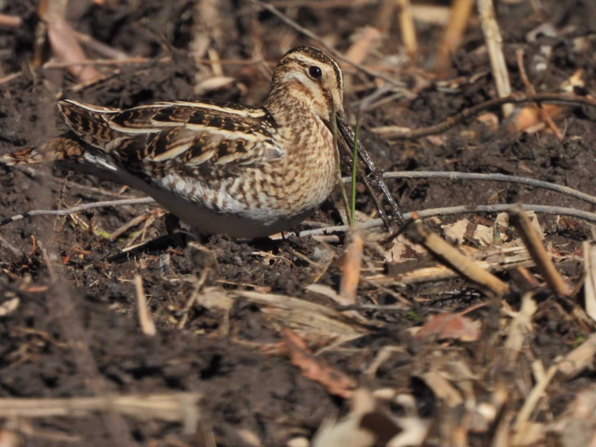 Photo of Common Snipe at Kitamoto Nature Observation Park by NM🐥📷