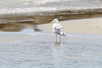 セグロカモメ 男里川 2018年4月15日(日)