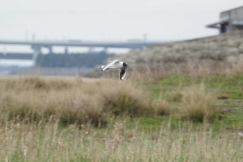 Black-headed Gull 男里川 Sun, 4/15/2018