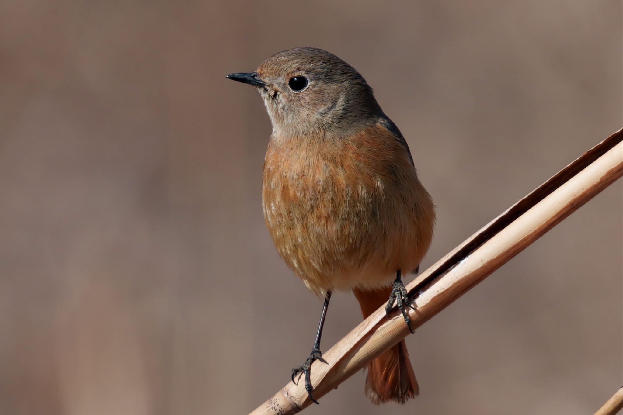 Photo of Daurian Redstart at Kitamoto Nature Observation Park by アポちん