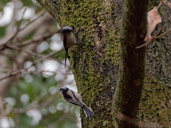 2023年2月7日(火) 横浜市立金沢自然公園の野鳥観察記録