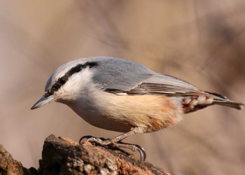 Eurasian Nuthatch Saitama Prefecture Forest Park Wed, 2/1/2023