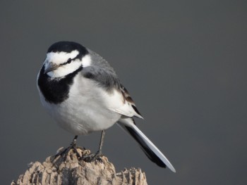 White Wagtail 芝山沼 Tue, 1/24/2023