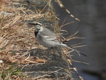 White Wagtail 芝山沼 Tue, 1/24/2023