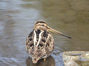 Common Snipe 芝山沼 Tue, 1/24/2023