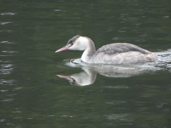 Great Crested Grebe 芝山沼 Tue, 1/24/2023