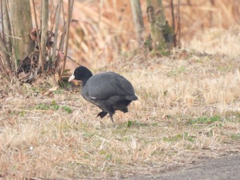 Eurasian Coot 芝山沼 Tue, 1/24/2023