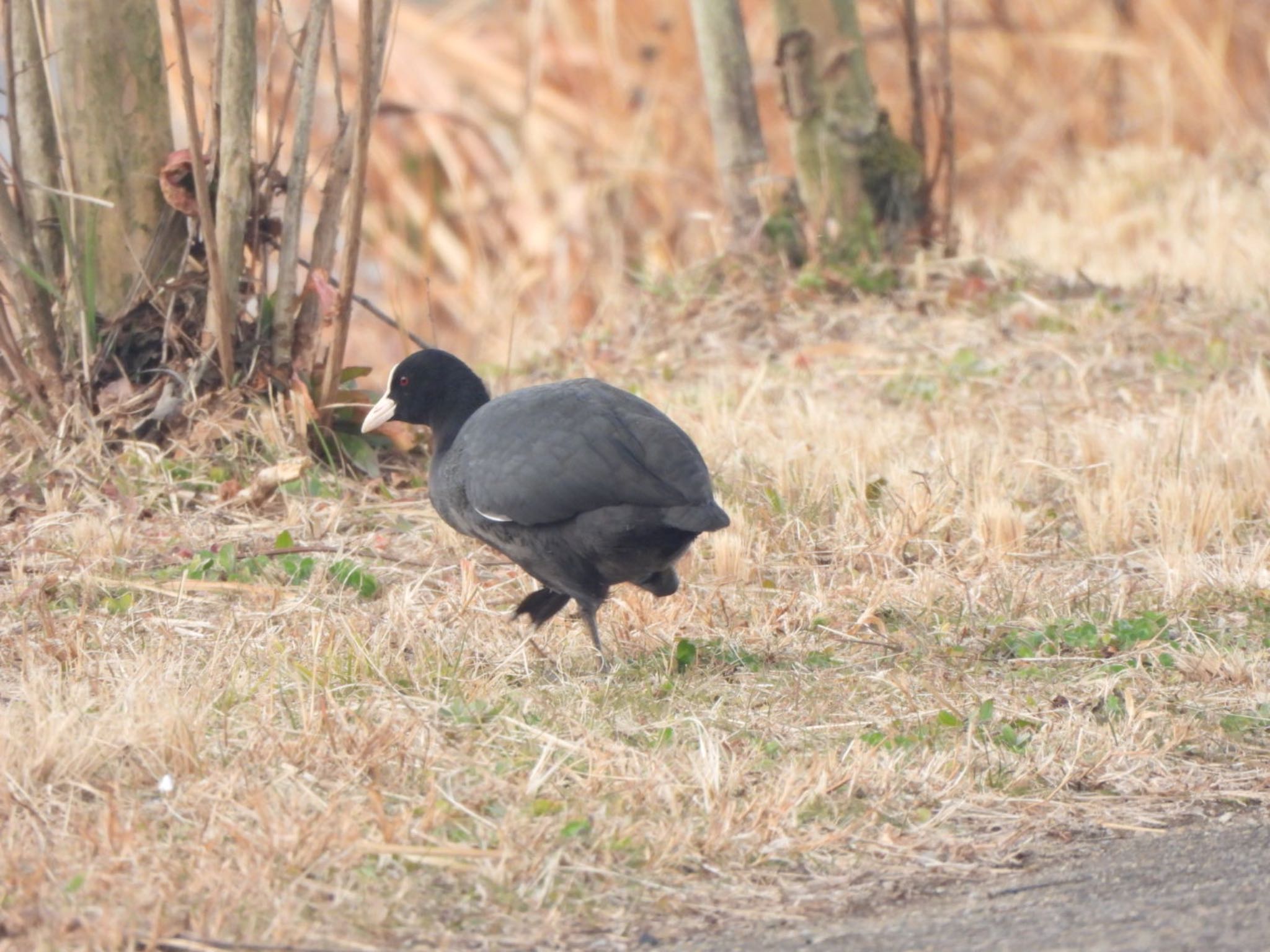 Photo of Eurasian Coot at 芝山沼 by あき