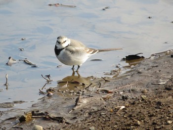 White Wagtail Unknown Spots Tue, 2/7/2023