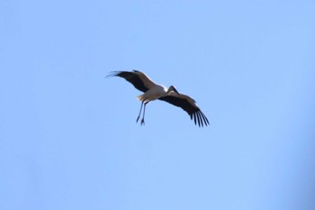 コウノトリ 渡良瀬遊水地 2023年2月5日(日)