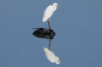 2023年2月5日(日) 渡良瀬遊水地の野鳥観察記録