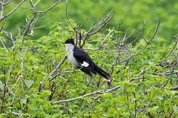 Jacobin Cuckoo