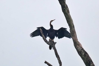 Australasian Darter Sri Lanka Tue, 1/24/2023