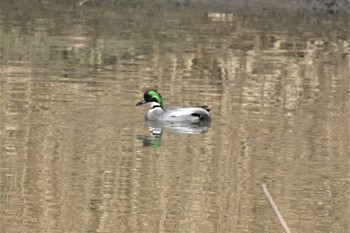 ヨシガモ 渡良瀬遊水地 2023年2月6日(月)