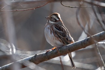 Rustic Bunting Kitamoto Nature Observation Park Sat, 2/4/2023