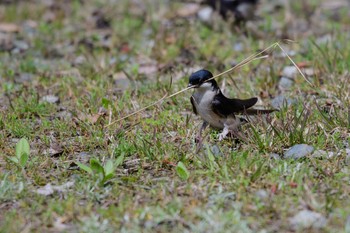 Asian House Martin Unknown Spots Mon, 4/16/2018