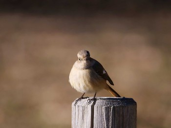 Daurian Redstart つくば Sun, 1/29/2023