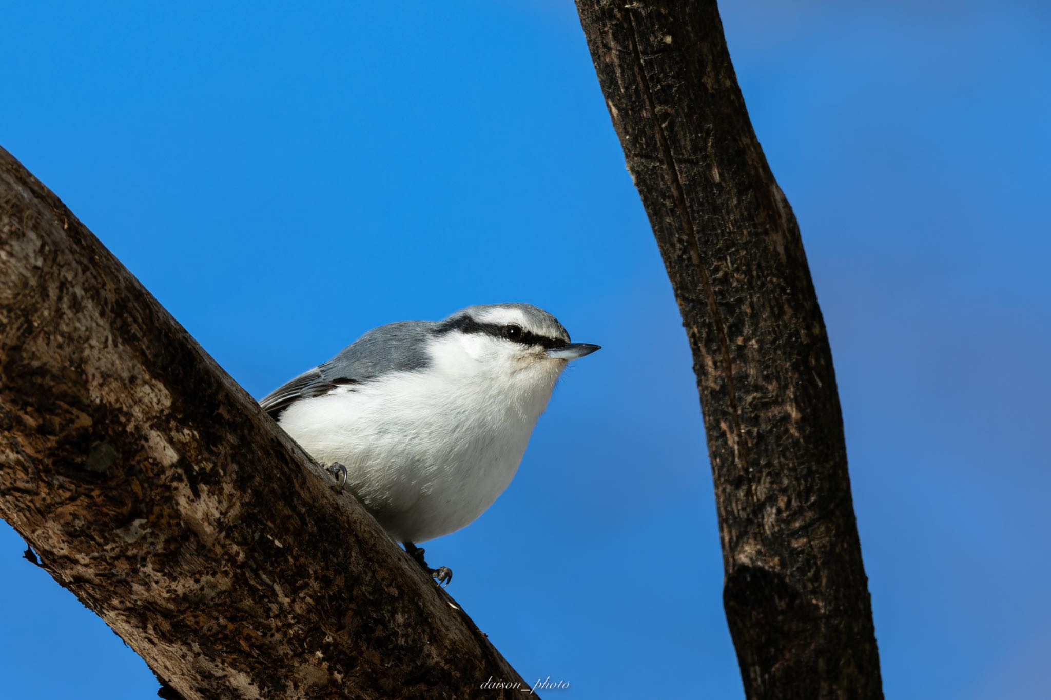 Photo of Eurasian Nuthatch(asiatica) at 春採湖 by Daison