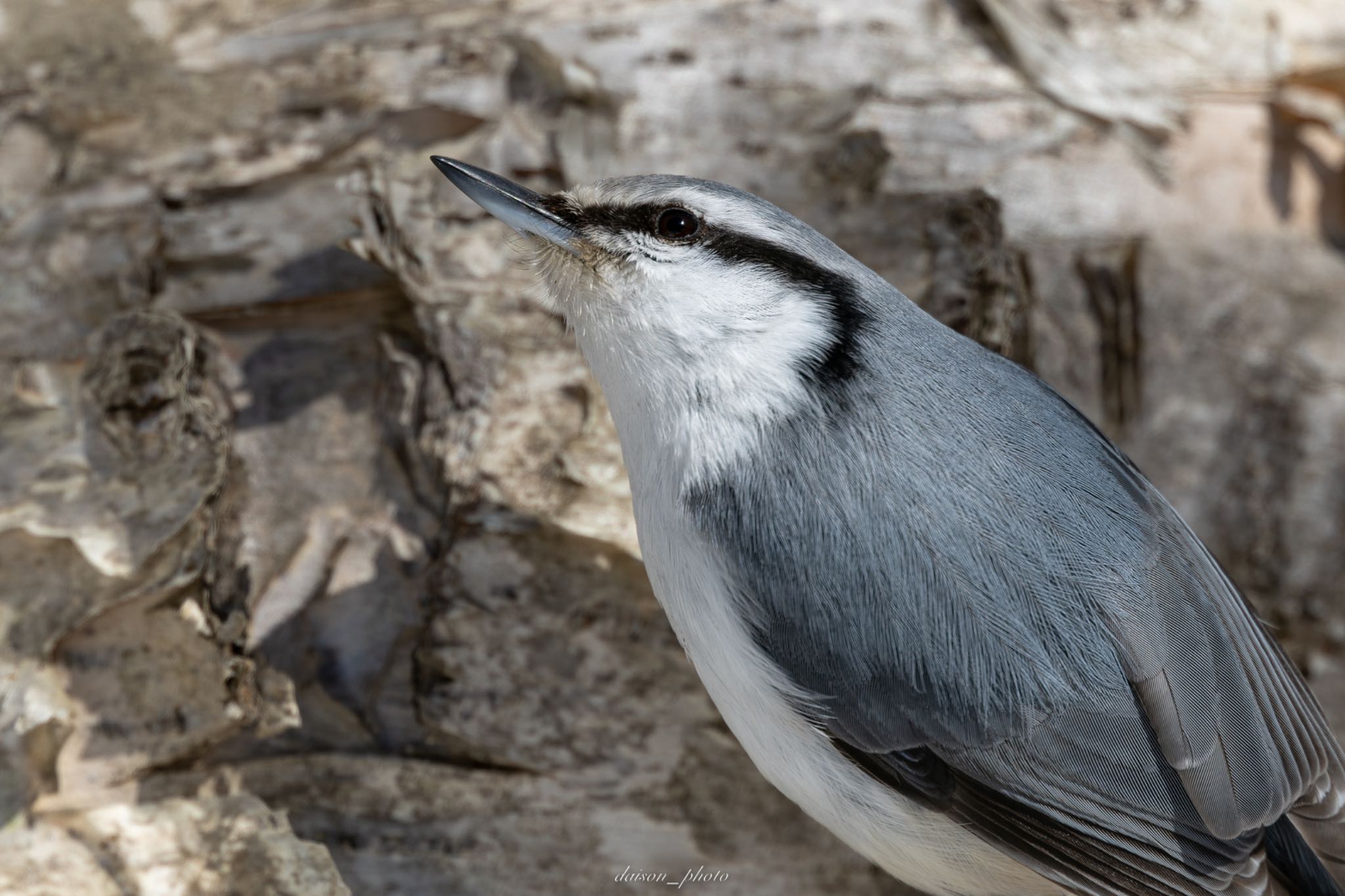 Eurasian Nuthatch(asiatica)