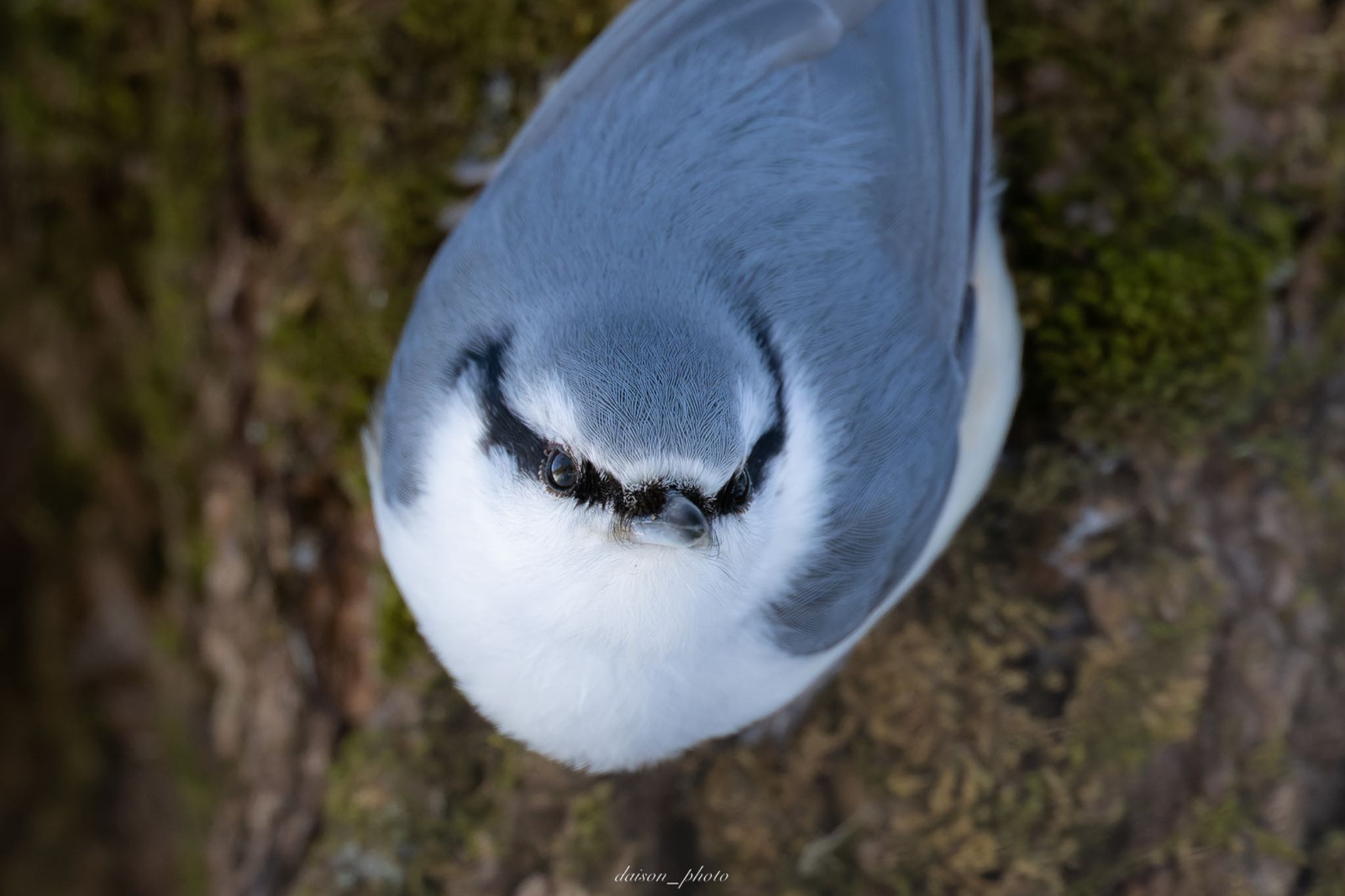 シロハラゴジュウカラ