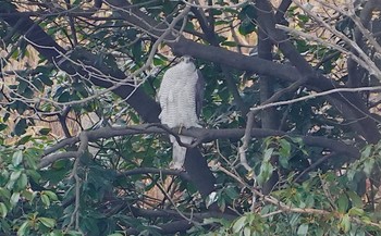 Eurasian Goshawk 万代池 Tue, 2/7/2023