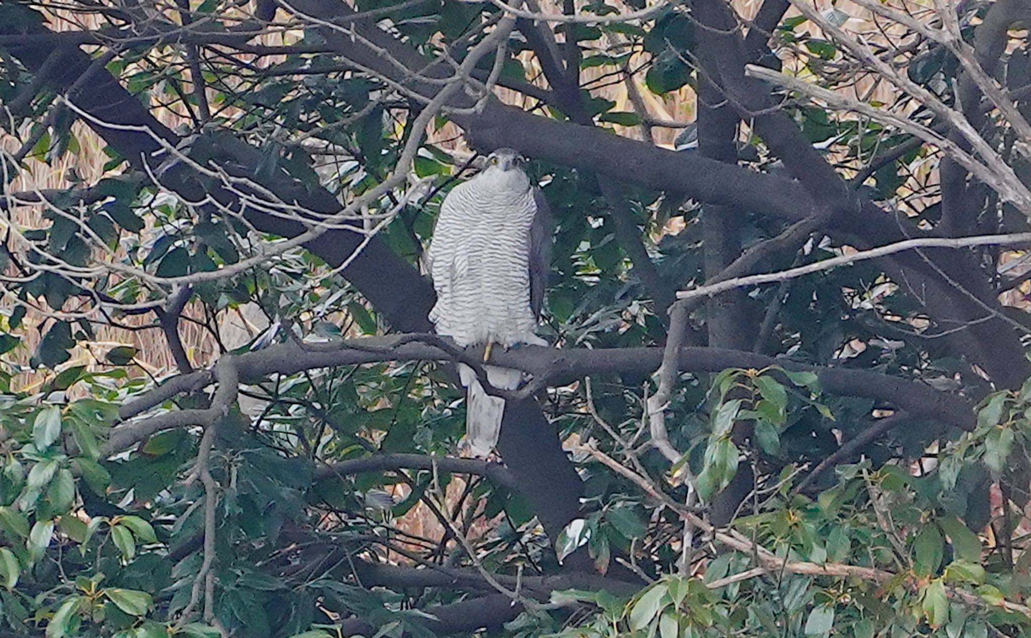 Photo of Eurasian Goshawk at 万代池 by アルキュオン