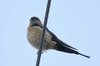 Red-rumped Swallow Unknown Spots Sun, 4/15/2018