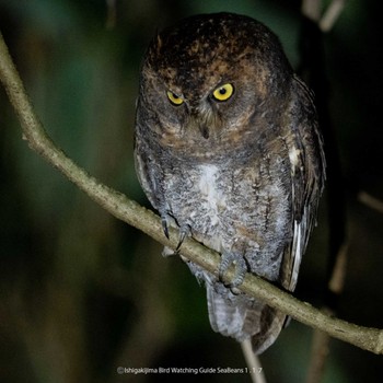 Ryukyu Scops Owl Ishigaki Island Tue, 1/17/2023