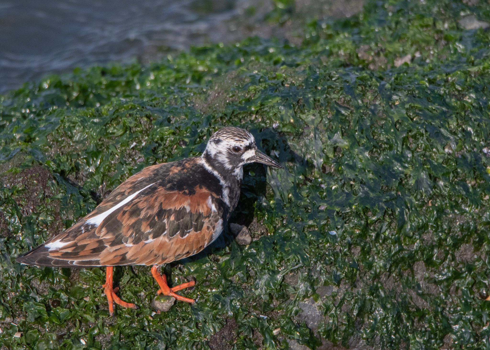 新浦安 キョウジョシギの写真 by しゃちく(週末のすがた)