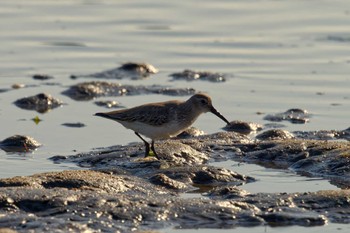 Dunlin 安濃川河口 Sat, 12/10/2022