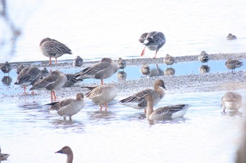 ヒシクイ 湖北野鳥センター 2023年2月4日(土)