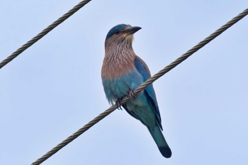 インドブッポウソウ Sri Lanka 2023年1月24日(火)