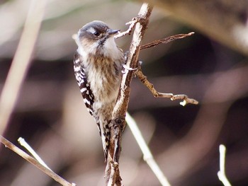 2023年2月6日(月) 碓氷峠の野鳥観察記録