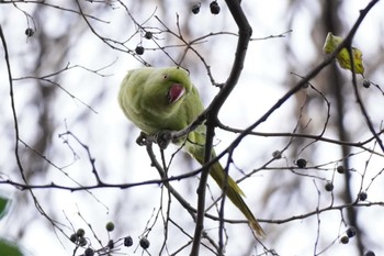 Rose-ringed Parakeet 埼玉県 Fri, 1/6/2023