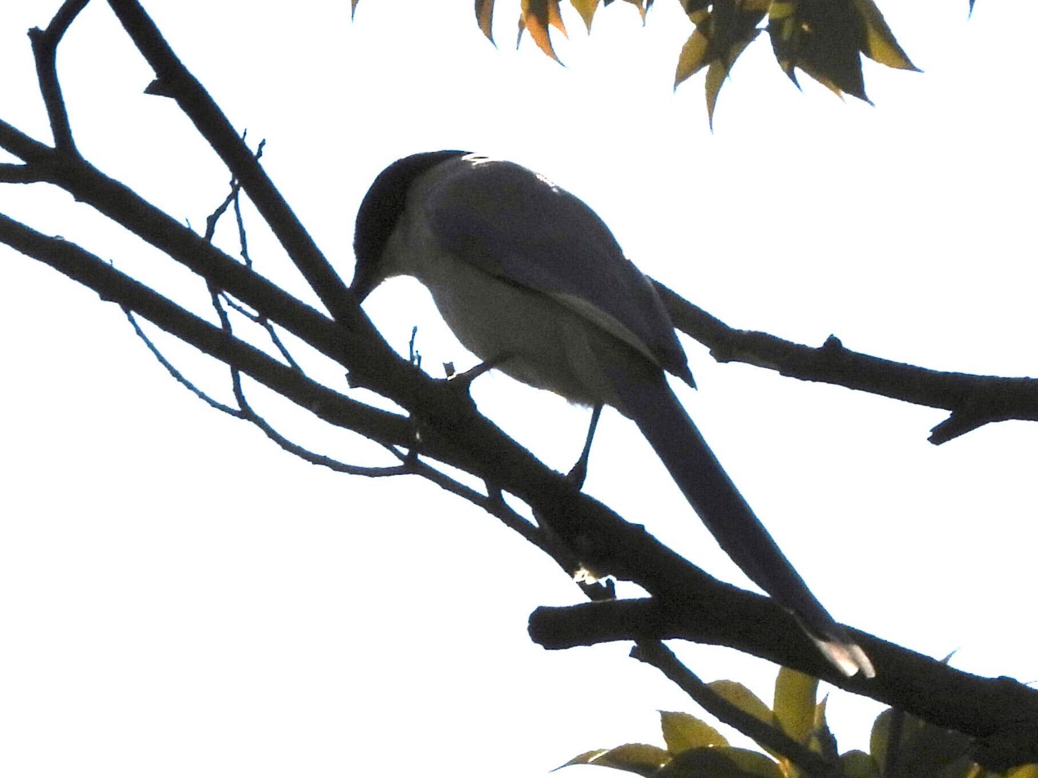 Azure-winged Magpie