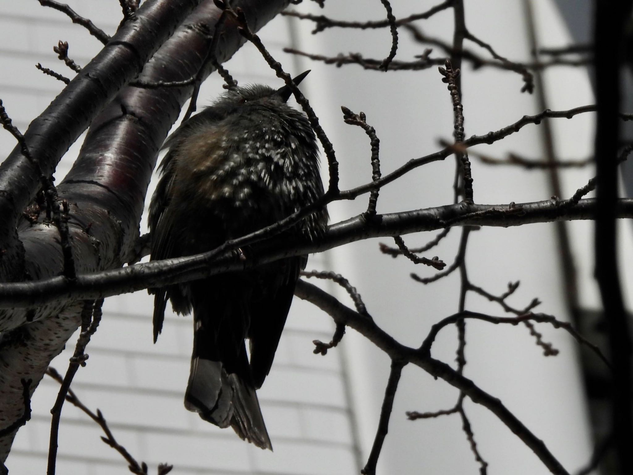 Brown-eared Bulbul