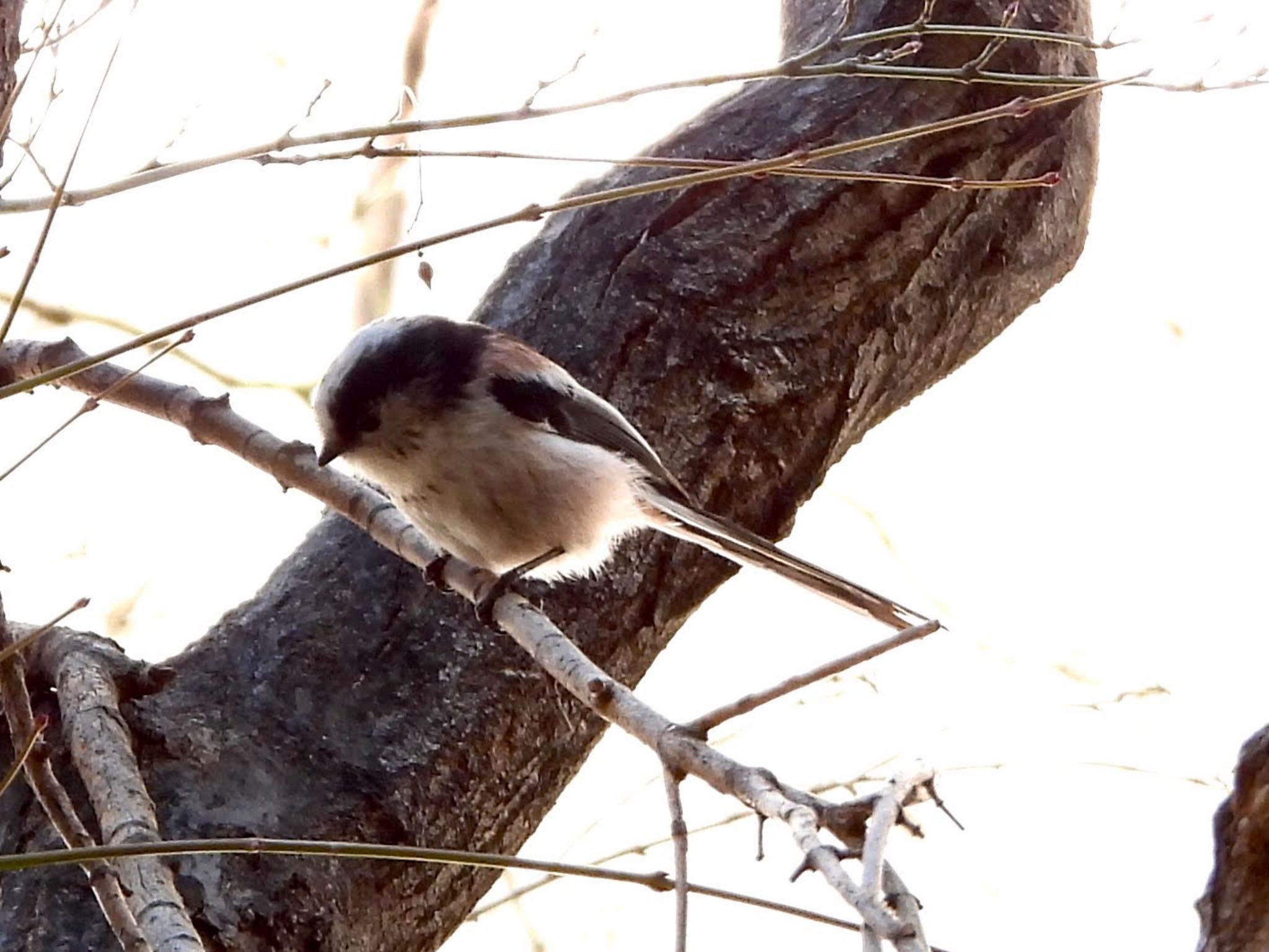 Long-tailed Tit