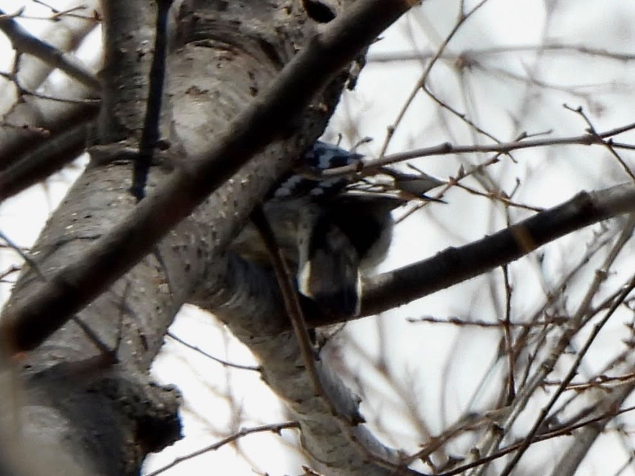 Japanese Pygmy Woodpecker